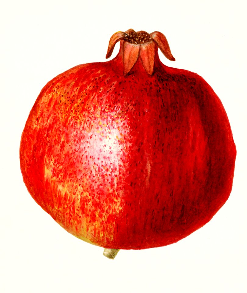 Pomegranates (Punica Granatum) (1920) by Amanda Almira Newton.  