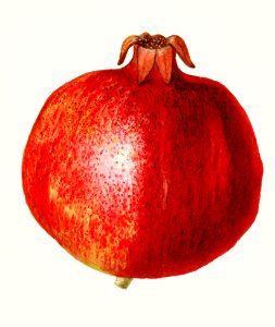 Pomegranates (Punica Granatum) (1920) by Amanda Almira Newton.  