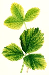 Strawberry leaves (Fragaria) (1931) by Ellen Isham Schutt.. Free illustration for personal and commercial use.