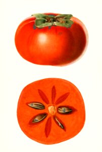 Vintage persimmons illustration.. Free illustration for personal and commercial use.