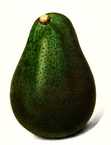 Avocado (Persea) (1916) by Amada Almira Newton.. Free illustration for personal and commercial use.