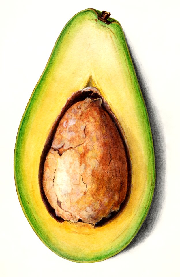 Avocado (Persea) (1916) by Amada Almira Newton.