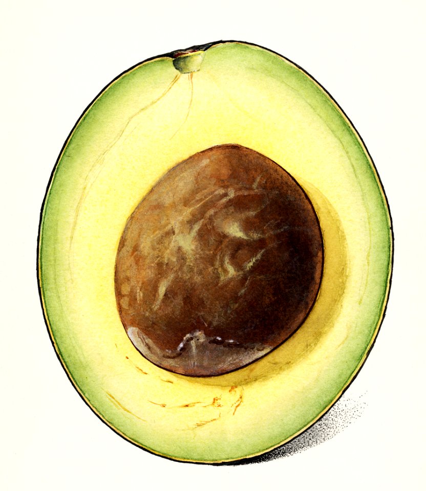 Avocado (Persea) (1916) by Amada Almira Newton.