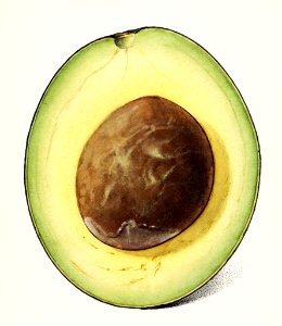 Avocado (Persea) (1916) by Amada Almira Newton.. Free illustration for personal and commercial use.