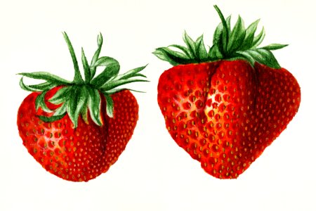 Strawberries (Fragaria) by Deborah Griscom Passmore (1840–1911).. Free illustration for personal and commercial use.