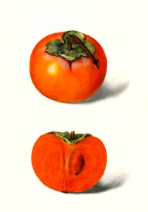 Vintage persimmons illustration.
