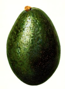 Avocado (Persea) (1916) by Amada Almira Newton.. Free illustration for personal and commercial use.