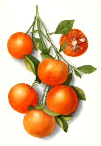 Oranges (Calamondian) (1919) by Deborah Griscom Passmore.. Free illustration for personal and commercial use.