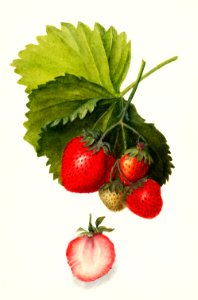 Strawberries (Fragaria) (1909) by Deborah Griscom Passmore.. Free illustration for personal and commercial use.