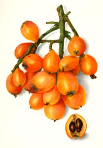Loquats (Eriobotrya Japonica) (1908) by Amanda Almira Newton.. Free illustration for personal and commercial use.