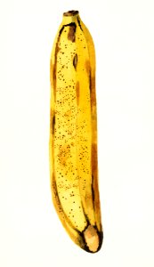 Banana (Musa) (1919) by James Marion Shull.. Free illustration for personal and commercial use.