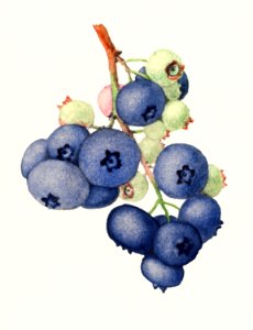 Blueberries (Vaccinium Corymbosum) (1940) by James Marion Shull.. Free illustration for personal and commercial use.