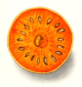Bael (Aegle Marmelos) (1909) by Ellen Isham Schutt.. Free illustration for personal and commercial use.