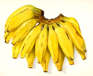 Bananas (Musa) (1907) by Amada Almira Newton.. Free illustration for personal and commercial use.
