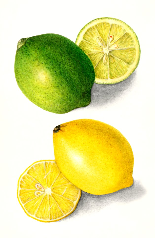 Lemons (Citrus Limon) (1908) by Ellen Isham Schutt.