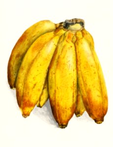 Banana (Musa) (1904) by Elsie E. Lower.. Free illustration for personal and commercial use.