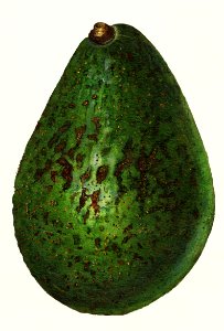 Avocado (Persea) (1916) by Amada Almira Newton.. Free illustration for personal and commercial use.