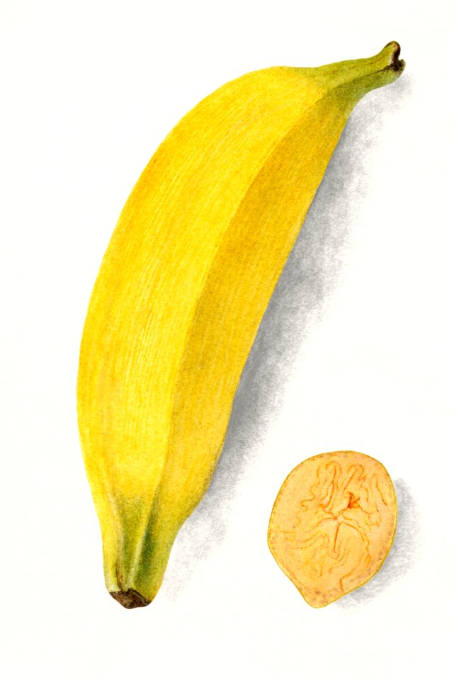 Banana (Musa) (1907) by Deborah Griscom Passmore.