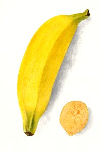 Banana (Musa) (1907) by Deborah Griscom Passmore.. Free illustration for personal and commercial use.