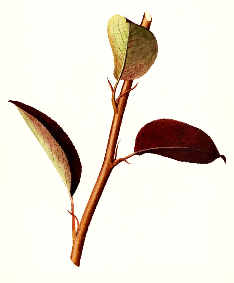 Pear (Pyrus Communis) (1923) by James Marion Shull.