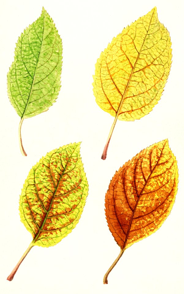 Apple Leaves (Malus Domestica) (1912) by James Marion Shull.