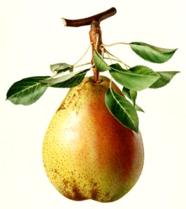 Pear (Pyrus Communis) (1919) by Royal Charles Steadman.. Free illustration for personal and commercial use.