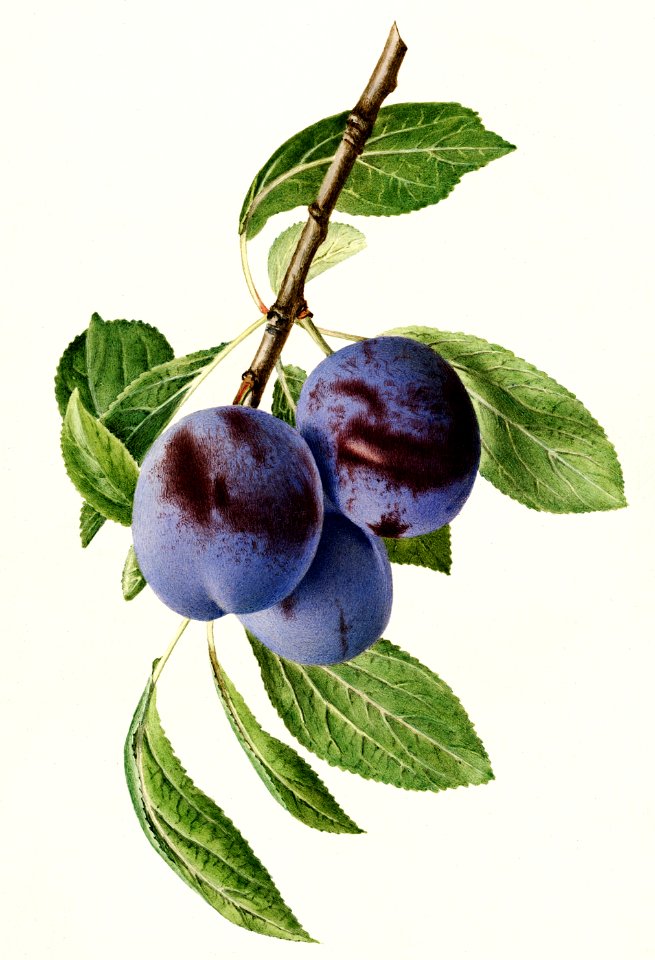 Plums (Prunus Domestica) (1919) by Royal Charles Steadman.