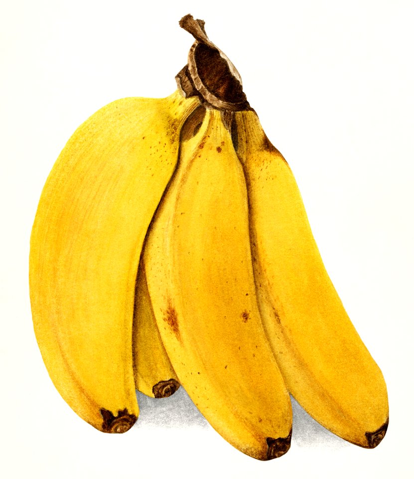 Bananas (Musa) (1904) by Ellen Isham Schutt.