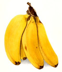 Bananas (Musa) (1904) by Ellen Isham Schutt.. Free illustration for personal and commercial use.