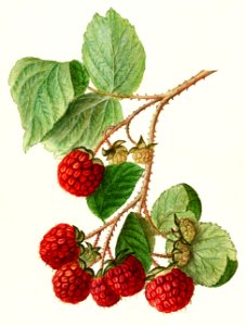 Red Raspberries (Rubus Idaeus) (1906) by Ellen Isham Schutt.. Free illustration for personal and commercial use.