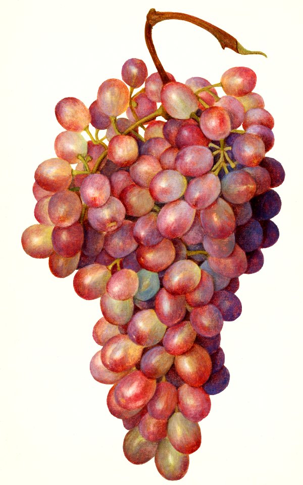 Vintage bunch of red grapes illustration.