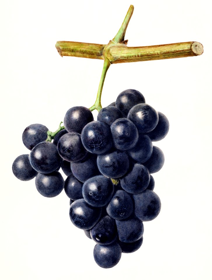 Vintage bunch of black grapes illustration.