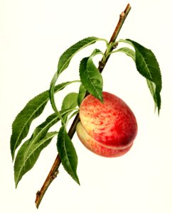 Peach (Prunus Persica) (1918) by Royal Charles Steadman.. Free illustration for personal and commercial use.