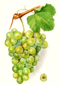 Vintage bunch of green grapes illustration.