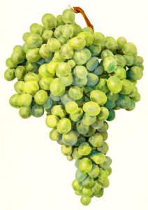 Grapes (Vitis) (1910) by Amanda Almira Newton.. Free illustration for personal and commercial use.