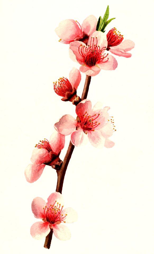 Peach (Prunus Persica) (1910) by James Marion Shull.