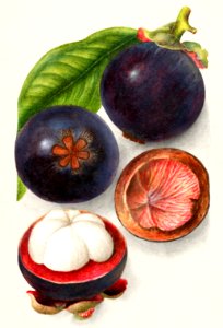 Mangosteens (Garcinia Mangostana) (1909) by Deborah Griscom Passmore.. Free illustration for personal and commercial use.