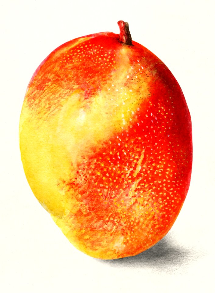 Mango (Mangifera Indica) (1910) by Deborah Griscom Passmore.