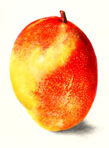 Mango (Mangifera Indica) (1910) by Deborah Griscom Passmore.. Free illustration for personal and commercial use.