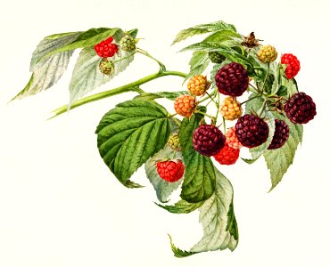 Purple Raspberry (Rubus Xneglectus) (1918) by Royal Charles Steadman.. Free illustration for personal and commercial use.