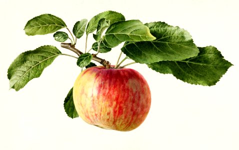 Apple (Malus Domestica) (1919) by Royal Charles Steadman.