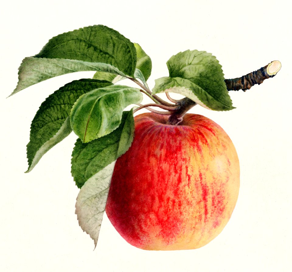 Apple (Malus Domestica) (1918) by Royal Charles Steadman.