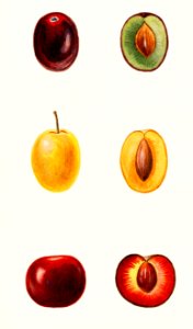 Cherry Plums (Prunus cerasifera var. divaricata) n.d.. Free illustration for personal and commercial use.