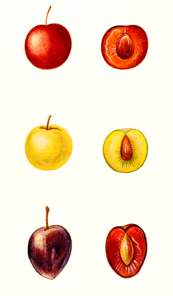 Cherry Plum (Prunus Cerasifera var. Divaricata) n.d.