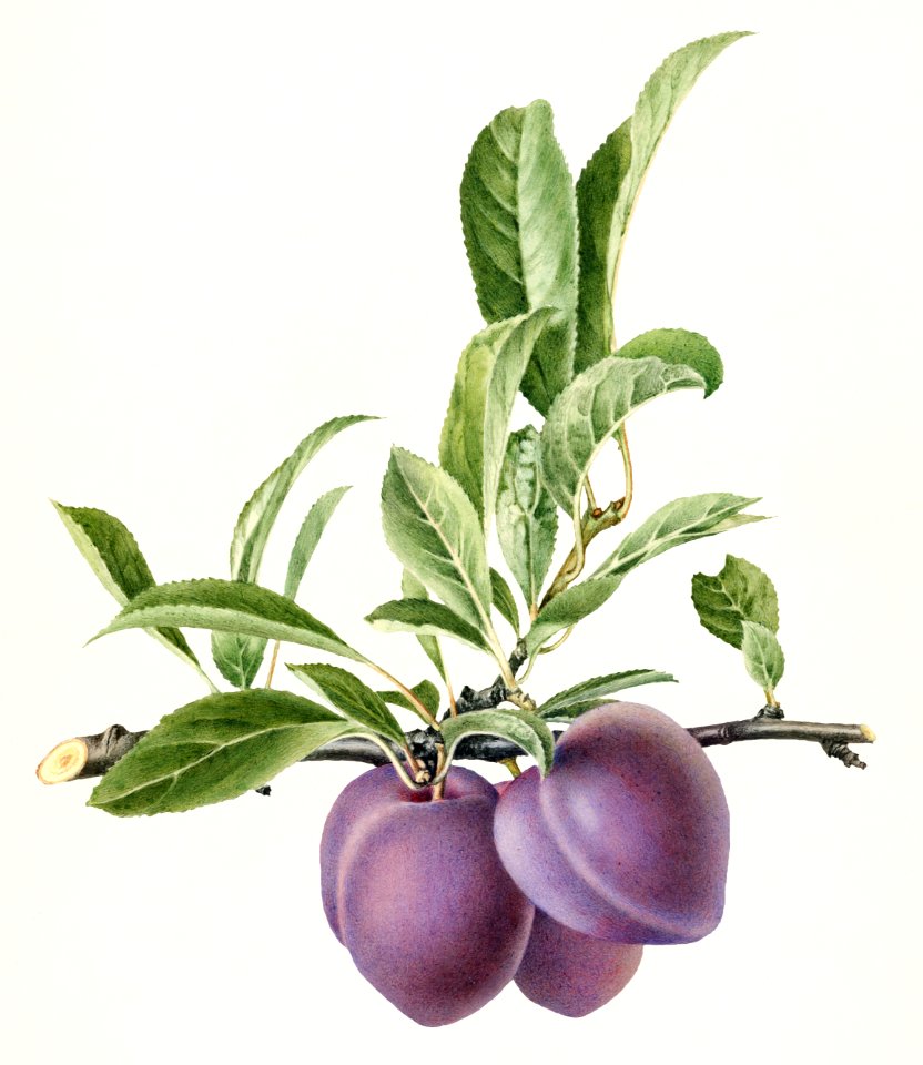 Plums (Prunus Domestica) (1919) by Royal Charles Steadman.