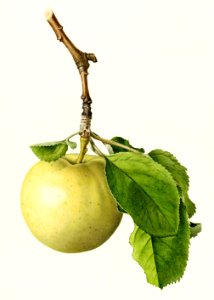Apple (Malus Domestica) (1919) by Royal Charles Steadman.