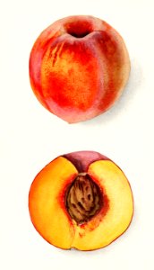 Peaches (Prunus Persica) (1910) by Elsie E. Lower.