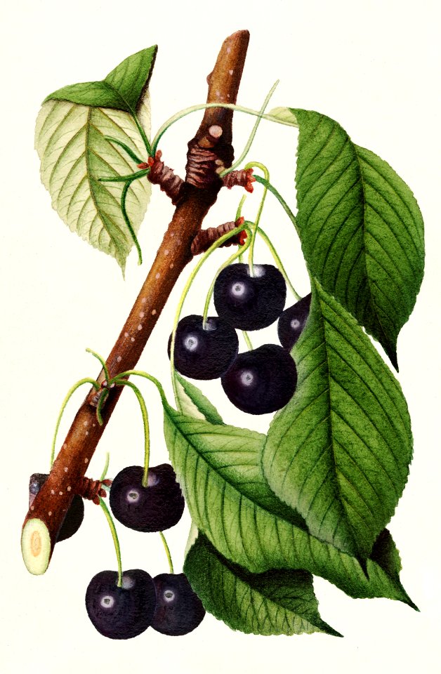 Cherries (Prunus Avium) (1892) by William Henry Prestele.. Free illustration for personal and commercial use.