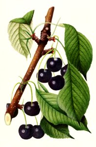 Cherries (Prunus Avium) (1892) by William Henry Prestele.. Free illustration for personal and commercial use.