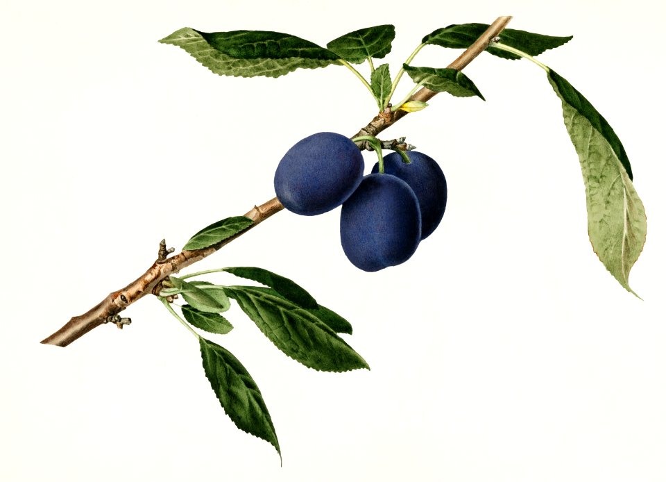 Plums (Prunus Domestica) (1918) by Royal Charles Steadman.